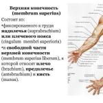 Мышцы верхних конечностей Какая мышца не участвует в разгибании плеча