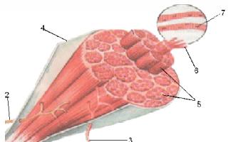 Урок по биологии на тему: "Мышцы их строение и функции" План конспект урока строение мышц