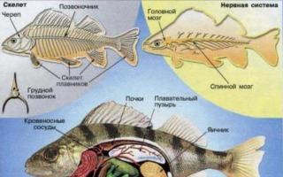 Основные отряды рыб таблица по биологии